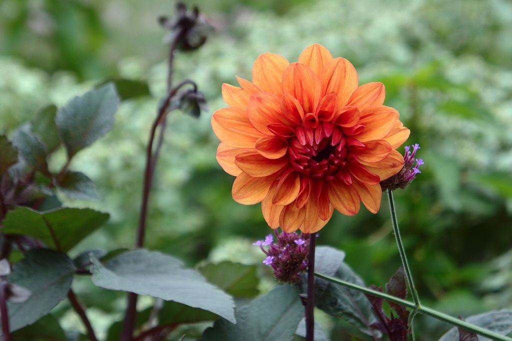 Dália 'David Howard' (Dahlia 'David Howard')