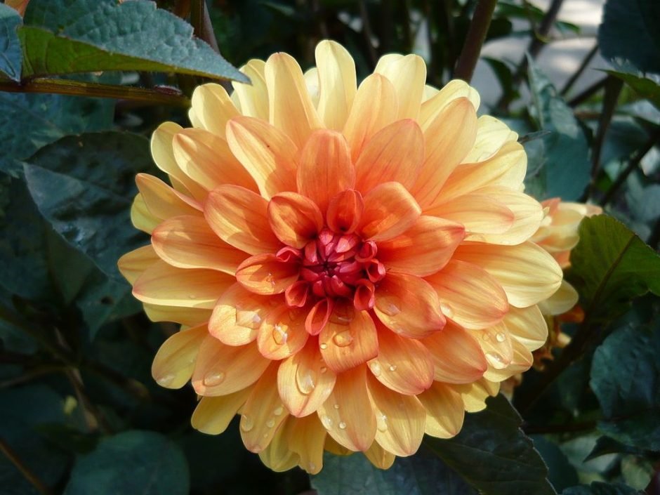 Como plantar Dália 'David Howard' (Dahlia 'David Howard')_1