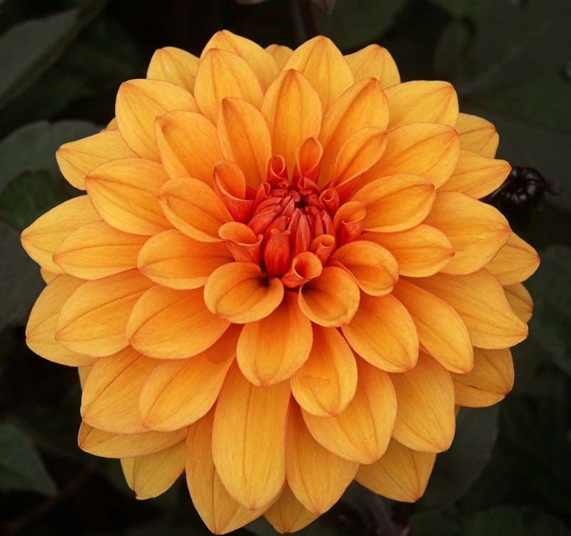 Onde plantar Dália 'David Howard' (Dahlia 'David Howard')_2