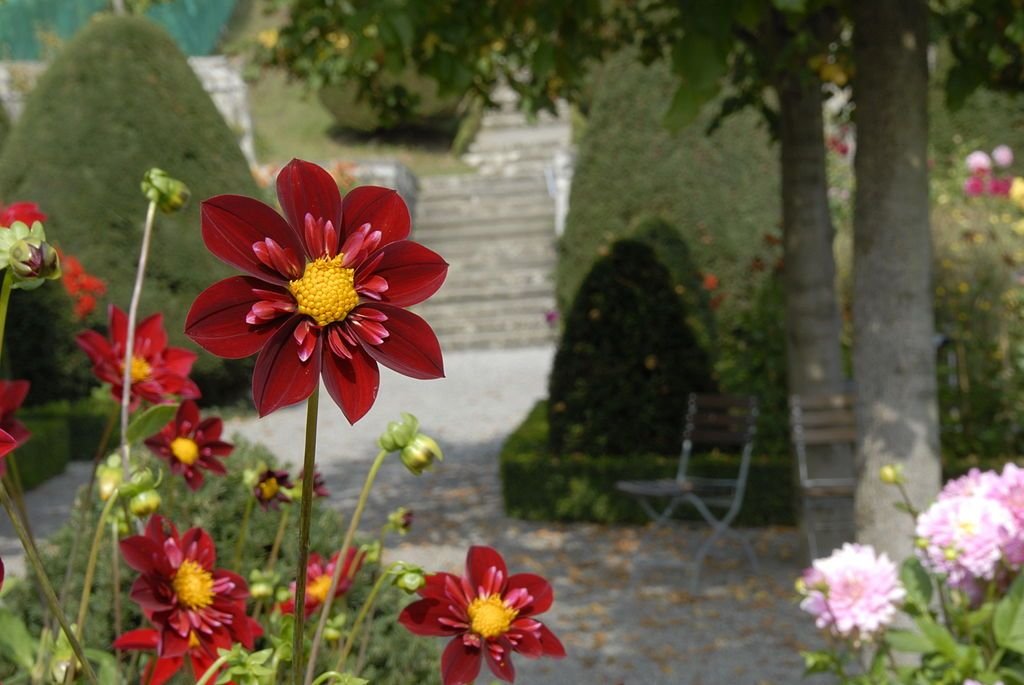 Dália 'Don Hill' (Dahlia 'Don Hill')