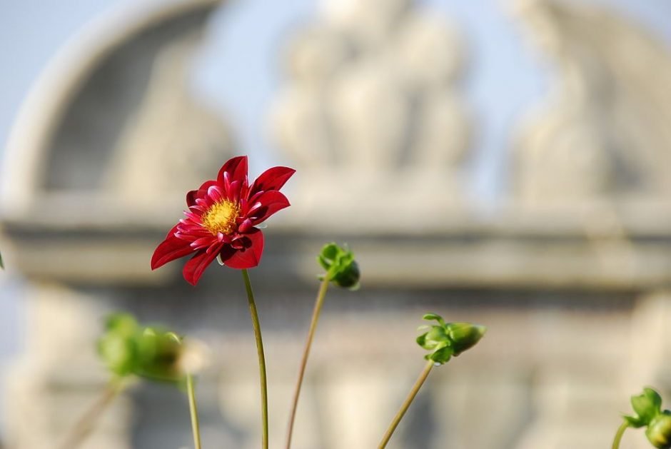 Como plantar Dália 'Don Hill' (Dahlia 'Don Hill')_1