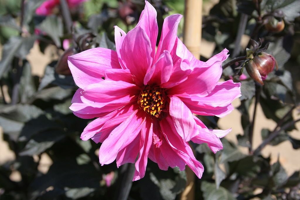 Dália 'Fascination' (Dahlia 'Fascination')