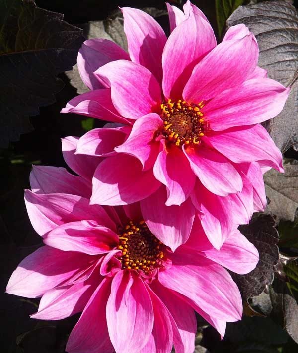 Como plantar Dália 'Fascination' (Dahlia 'Fascination')_1
