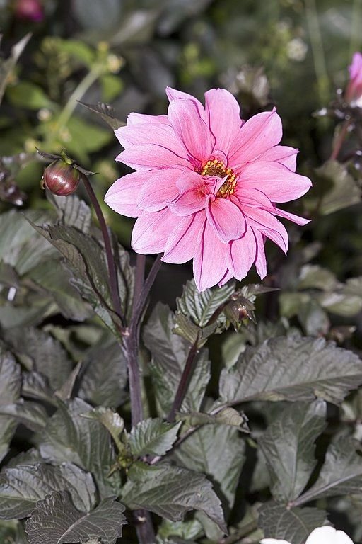 Onde plantar Dália 'Fascination' (Dahlia 'Fascination')_2