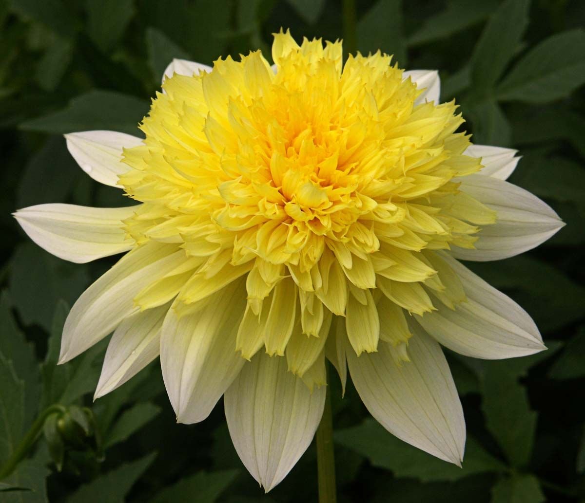 Dália 'Freya's Paso Doble' (Dahlia 'Freya's Paso Doble')