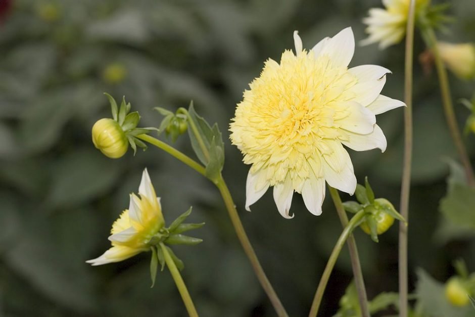 Como plantar Dália 'Freya's Paso Doble' (Dahlia 'Freya's Paso Doble')_1