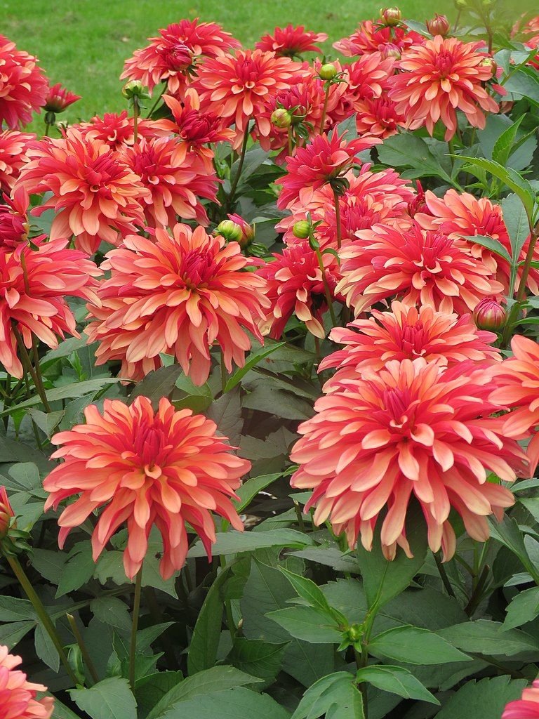Dália 'Gallery Art Deco' (Dahlia 'Gallery Art Deco')
