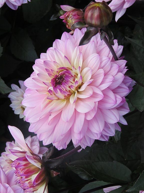 Como plantar Dália 'Gallery La Tour' (Dahlia 'Gallery La Tour')_1