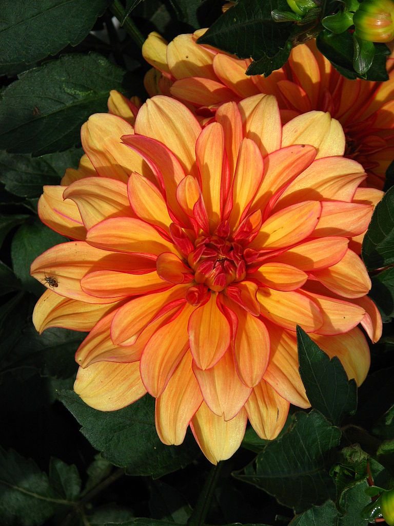 Dália 'Gallery Vincent' (Dahlia 'Gallery Vincent')