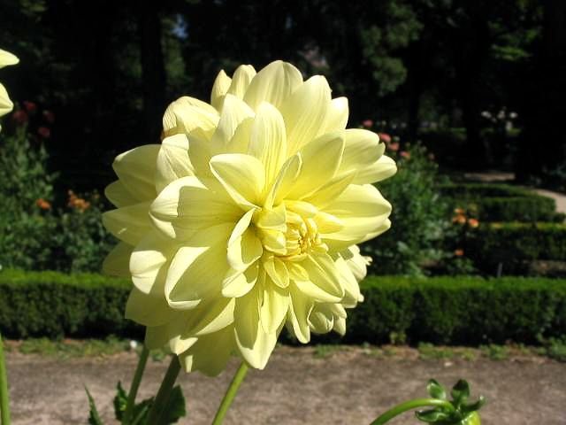 Como plantar Dália 'Glorie van Heemstede' (Dahlia 'Glorie van Heemstede')_1