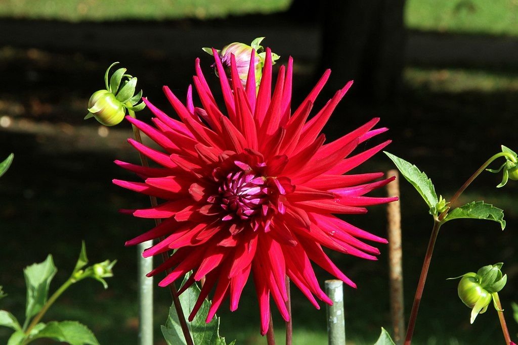 Dália 'Hillcrest Royal' (Dahlia 'Hillcrest Royal')