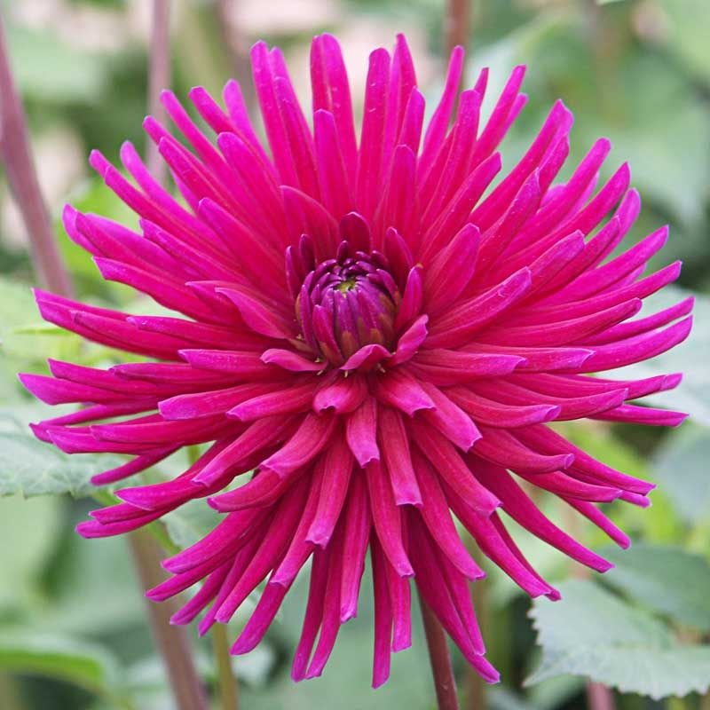 Como plantar Dália 'Hillcrest Royal' (Dahlia 'Hillcrest Royal')_1