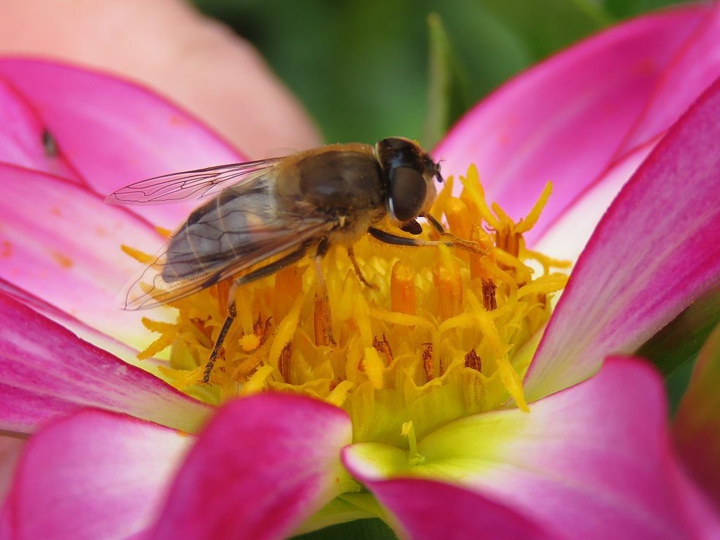 Dália 'Honka' (Dahlia 'Honka')