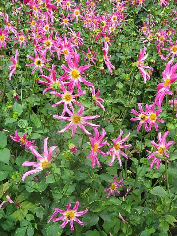 Como plantar Dália 'Honka' (Dahlia 'Honka')_1