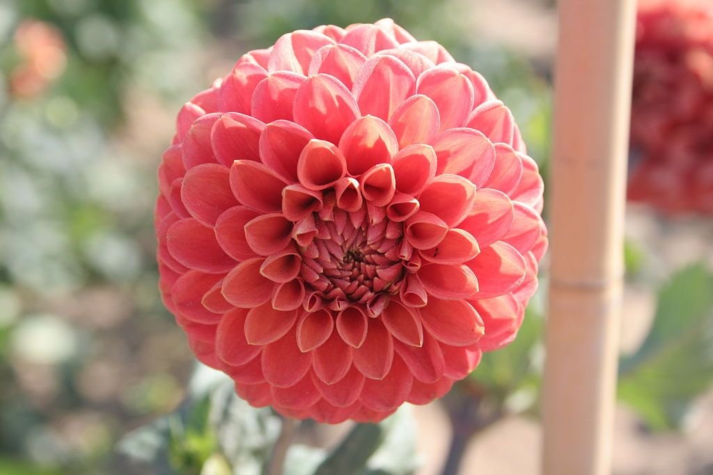 Dália 'Jomanda' (Dahlia 'Jomanda')