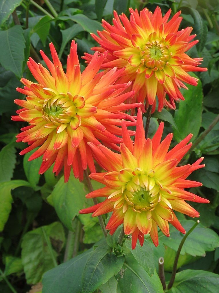 Dália 'Karma Bon Bini' (Dahlia 'Karma Bon Bini')