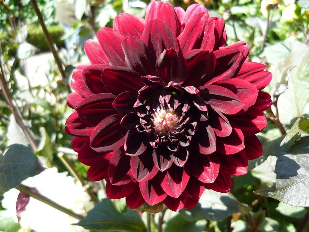 Dália 'Karma Choc' (Dahlia 'Karma Choc')