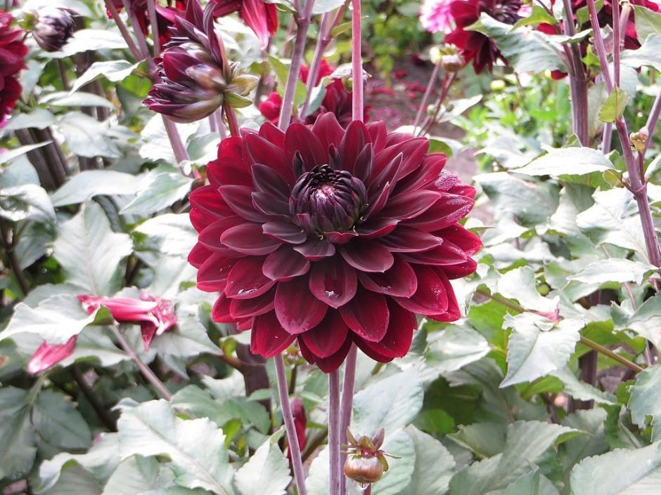 Como plantar Dália 'Karma Choc' (Dahlia 'Karma Choc')_1