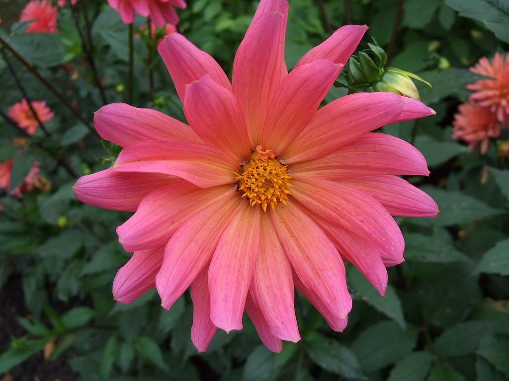 Dália 'Karma Fuchsiana' (Dahlia 'Karma Fuchsiana')