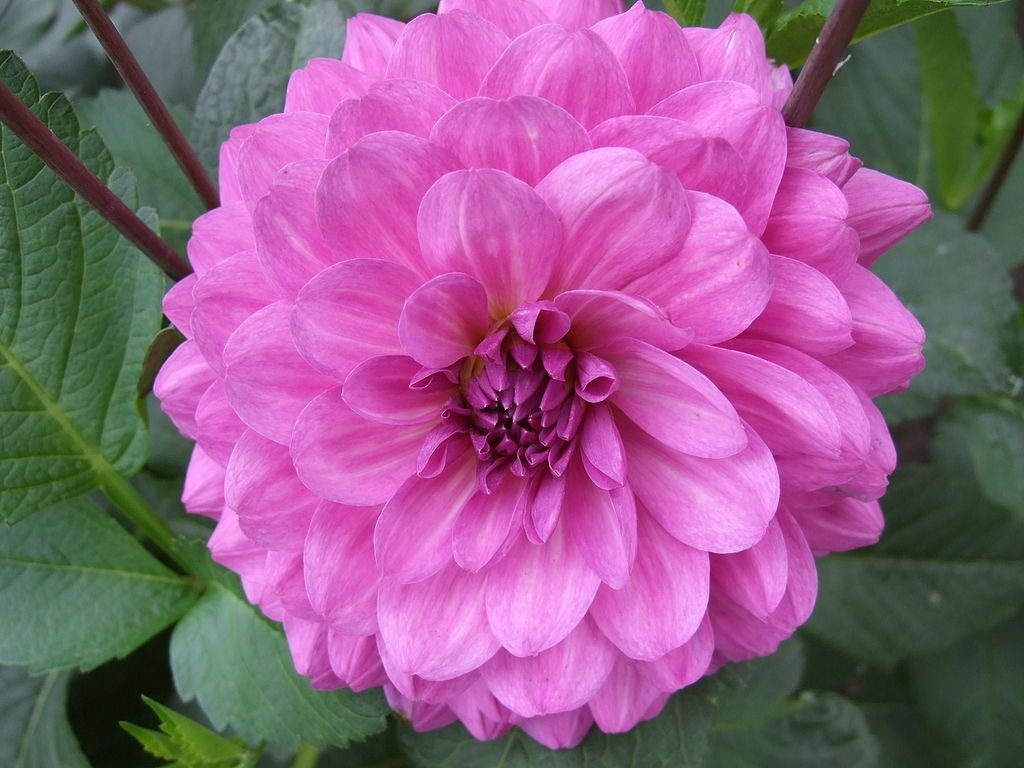 Dália 'Karma Lagoon' (Dahlia 'Karma Lagoon')