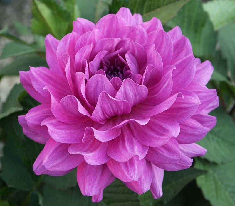 Como plantar Dália 'Karma Lagoon' (Dahlia 'Karma Lagoon')_1