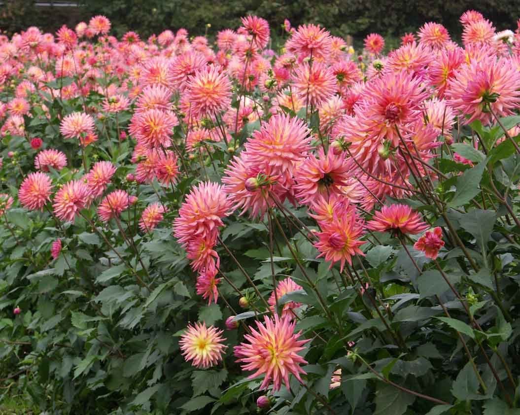 Dália 'Karma Sangria' (Dahlia 'Karma Sangria')