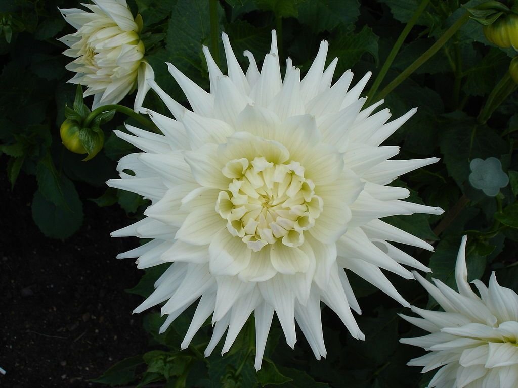 Dália 'Kenora Challenger' (Dahlia 'Kenora Challenger')