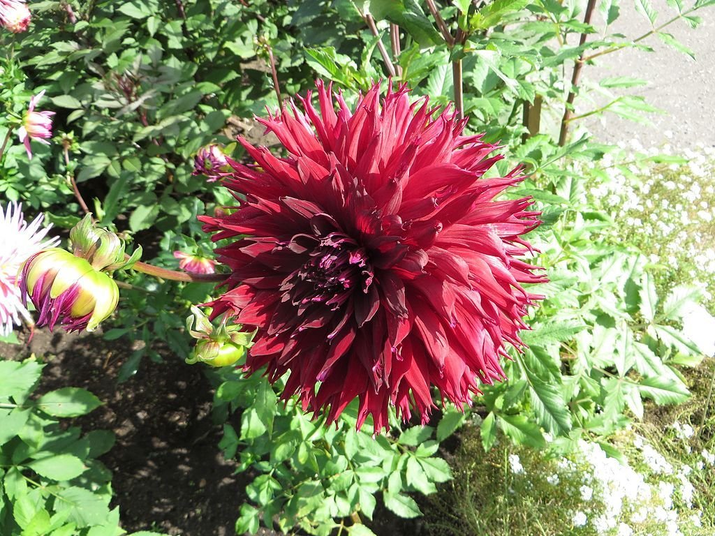 Dália 'Kenora Macop-B' (Dahlia 'Kenora Macop-b')