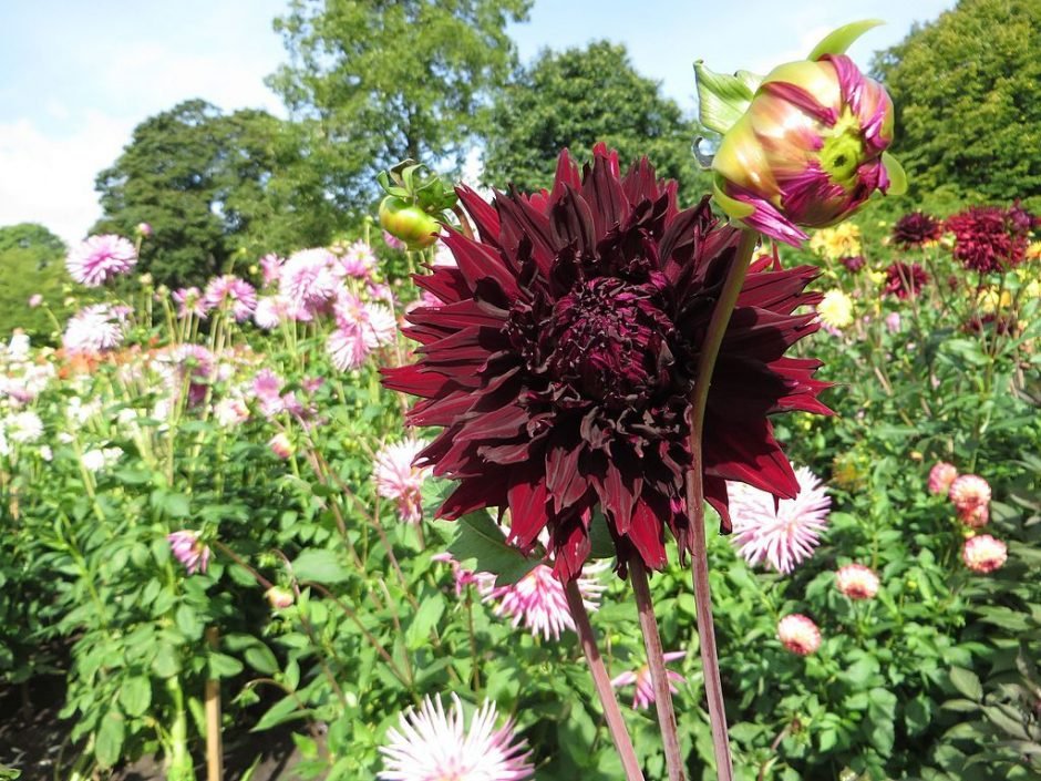Como plantar Dália 'Kenora Macop-B' (Dahlia 'Kenora Macop-b')_1