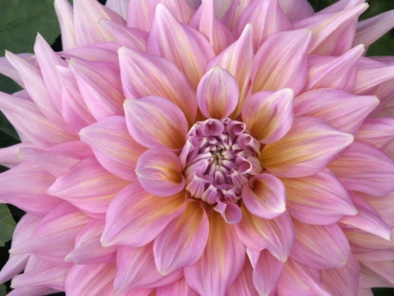 Dália 'Kidd's Climax' (Dahlia 'Kidd's Climax')