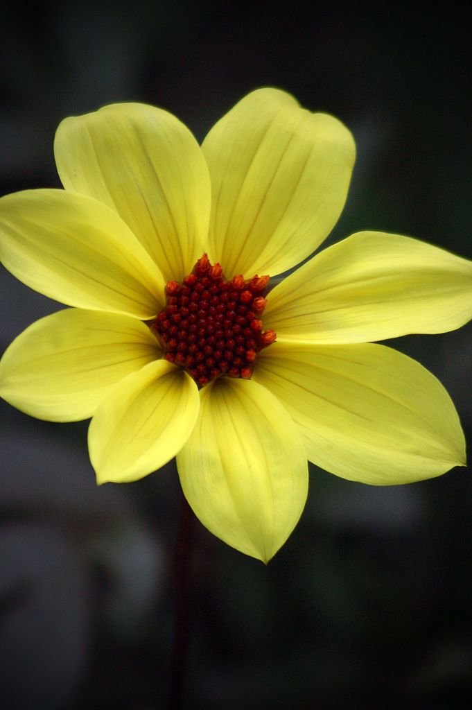 Dália 'Knockout' (Dahlia 'Knockout')