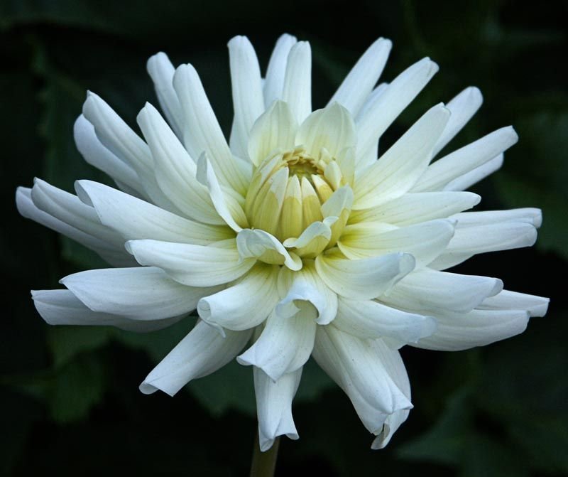 Dália 'Le Castel' (Dahlia 'Le Castel')