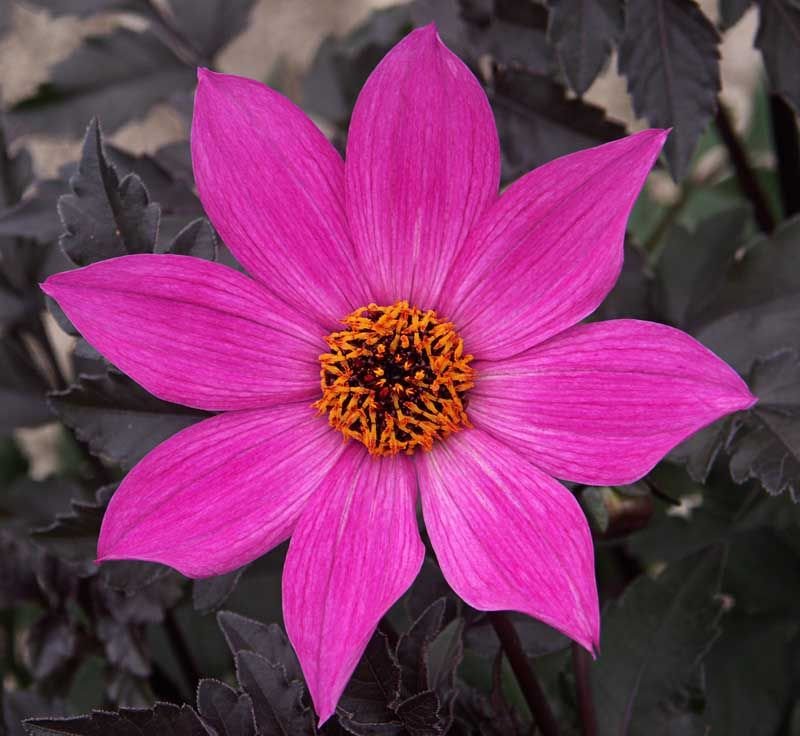 Dália 'Magenta Star' (Dahlia 'Magenta Star')