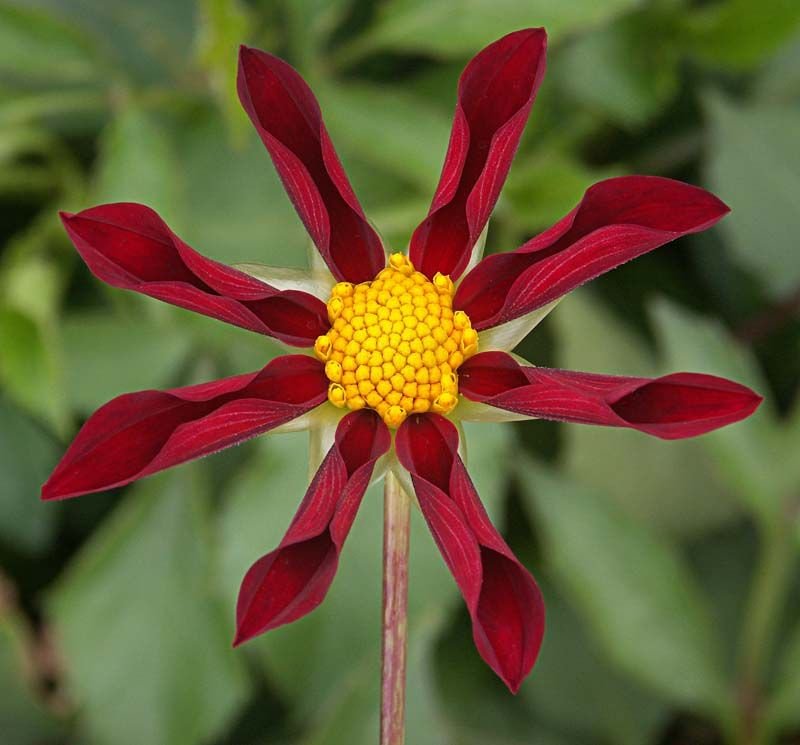 Dália 'Marie Schnugg' (Dahlia 'Marie Schnugg')