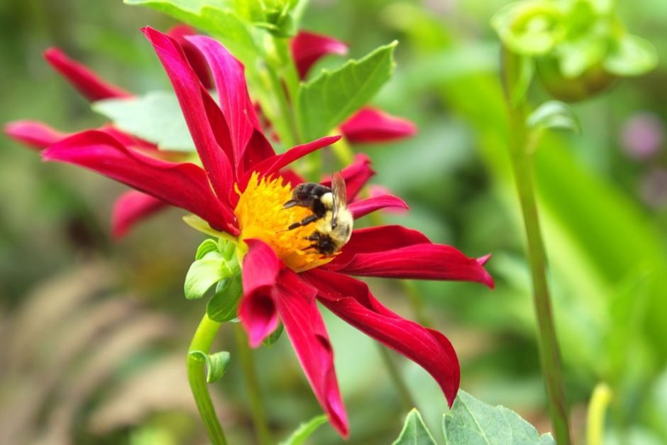Como plantar Dália 'Marie Schnugg' (Dahlia 'Marie Schnugg')_1