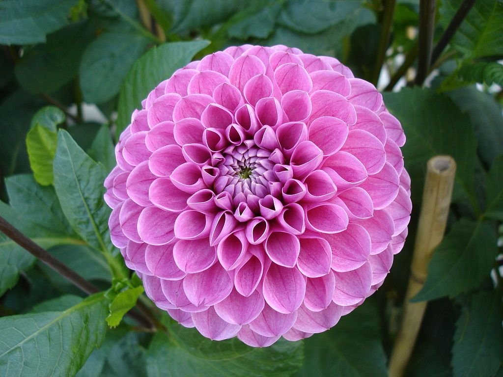 Dália 'Mary's Jomanda' (Dahlia 'Mary's Jomanda')