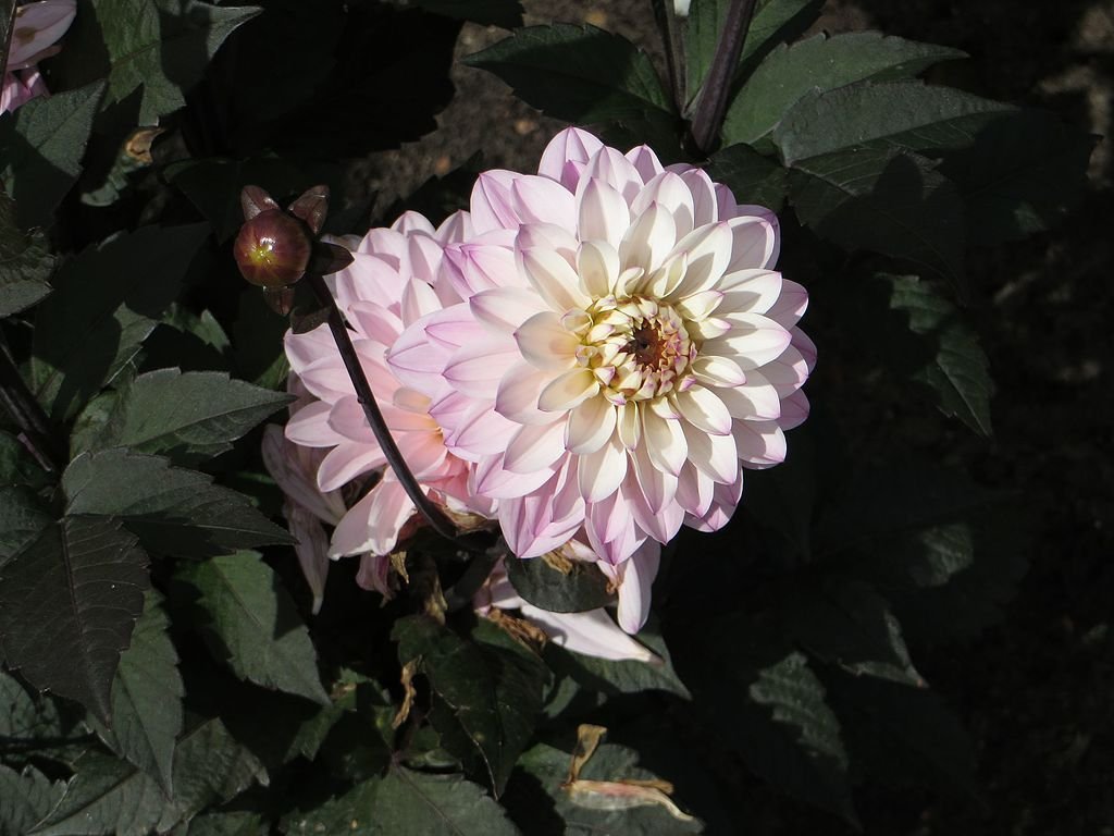 Dália 'Melody Harmony' (Dahlia 'Melody Harmony')