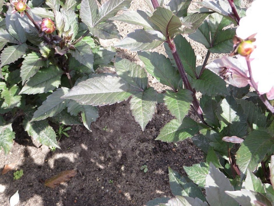 Como plantar Dália 'Melody Harmony' (Dahlia 'Melody Harmony')_1
