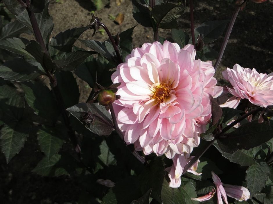 Onde plantar Dália 'Melody Harmony' (Dahlia 'Melody Harmony')_2