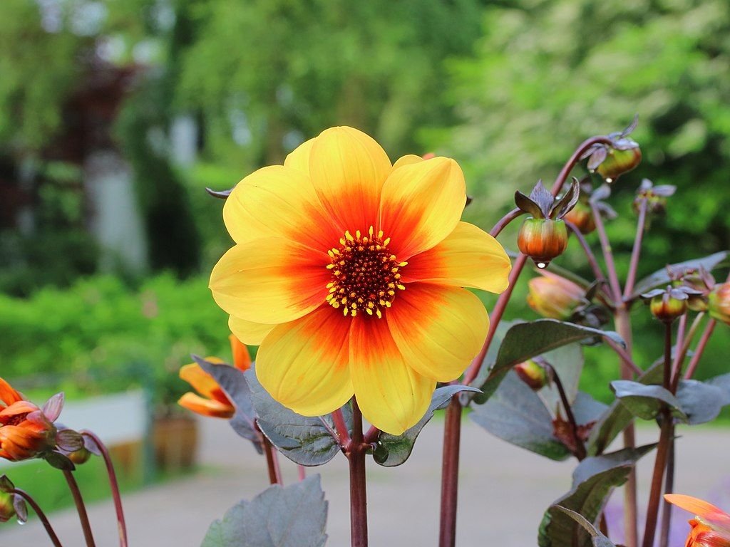 Dália 'Moonfire' (Dahlia 'Moonfire')