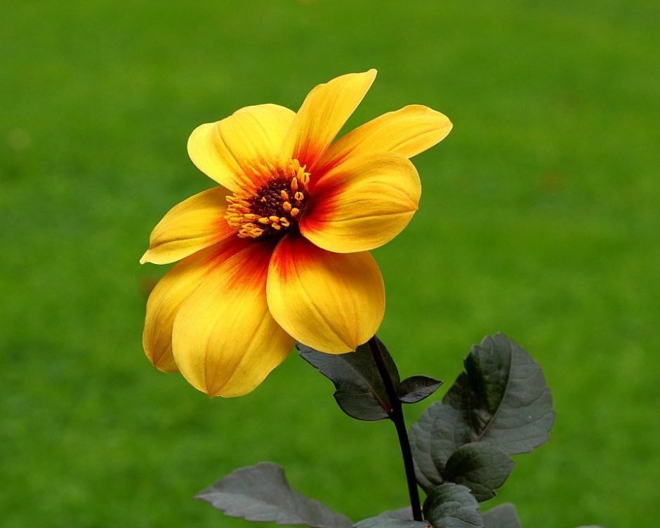 Como plantar Dália 'Moonfire' (Dahlia 'Moonfire')_1