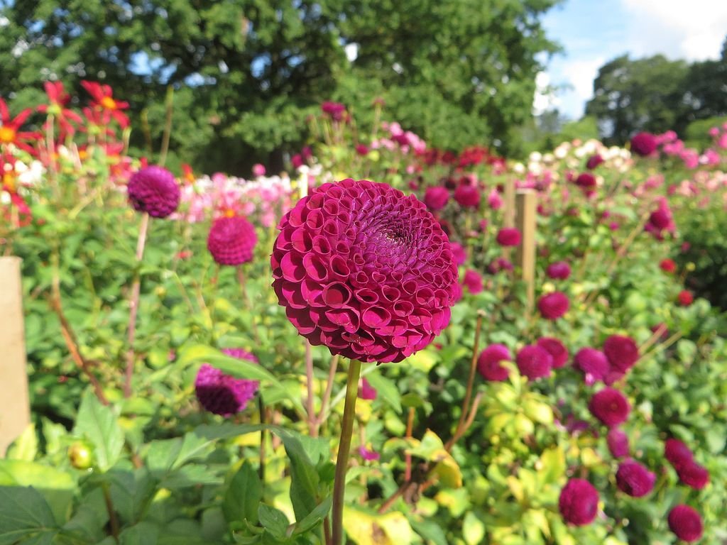 Dália 'Moor Place' (Dahlia 'Moor Place')