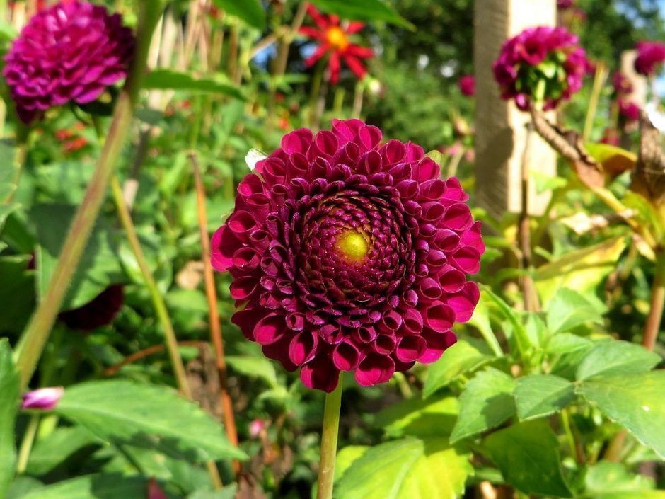 Como plantar Dália 'Moor Place' (Dahlia 'Moor Place')_1