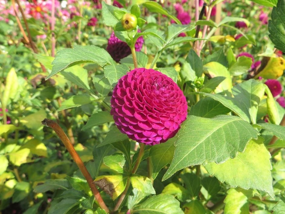 Onde plantar Dália 'Moor Place' (Dahlia 'Moor Place')_2