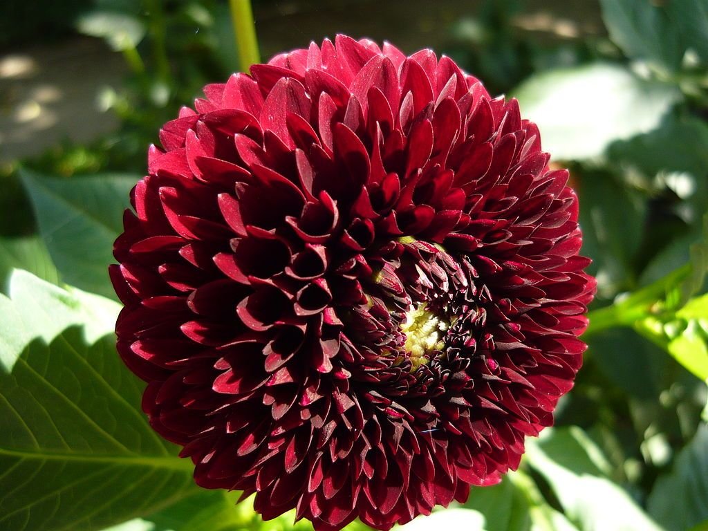 Dália 'Natal' (Dahlia 'Natal')