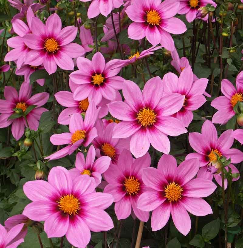 Dália 'Northwest Cosmos' (Dahlia 'Northwest Cosmos')