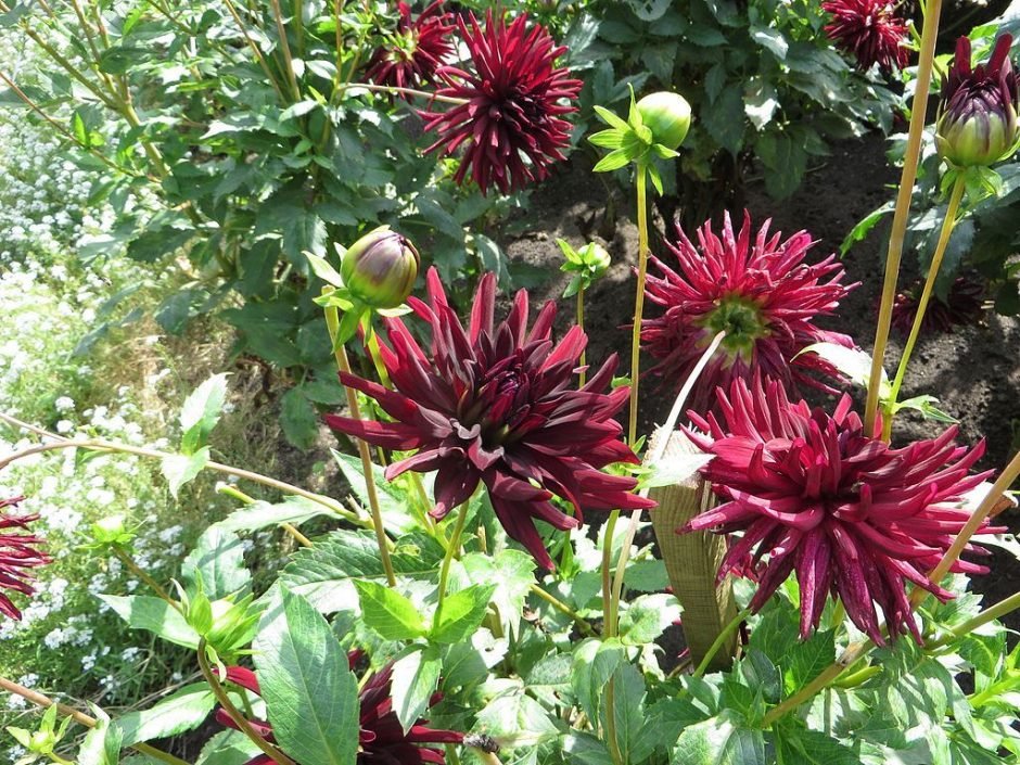 Onde plantar Dália 'Nuit d'Eté' (Dahlia 'Nuit d'Eté')_2