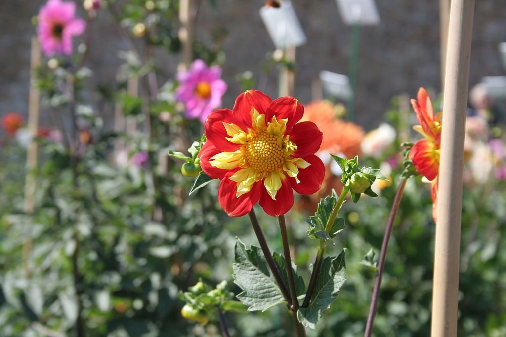 Dália 'Pooh - Swan Island' (Dahlia 'Pooh - Swan Island')