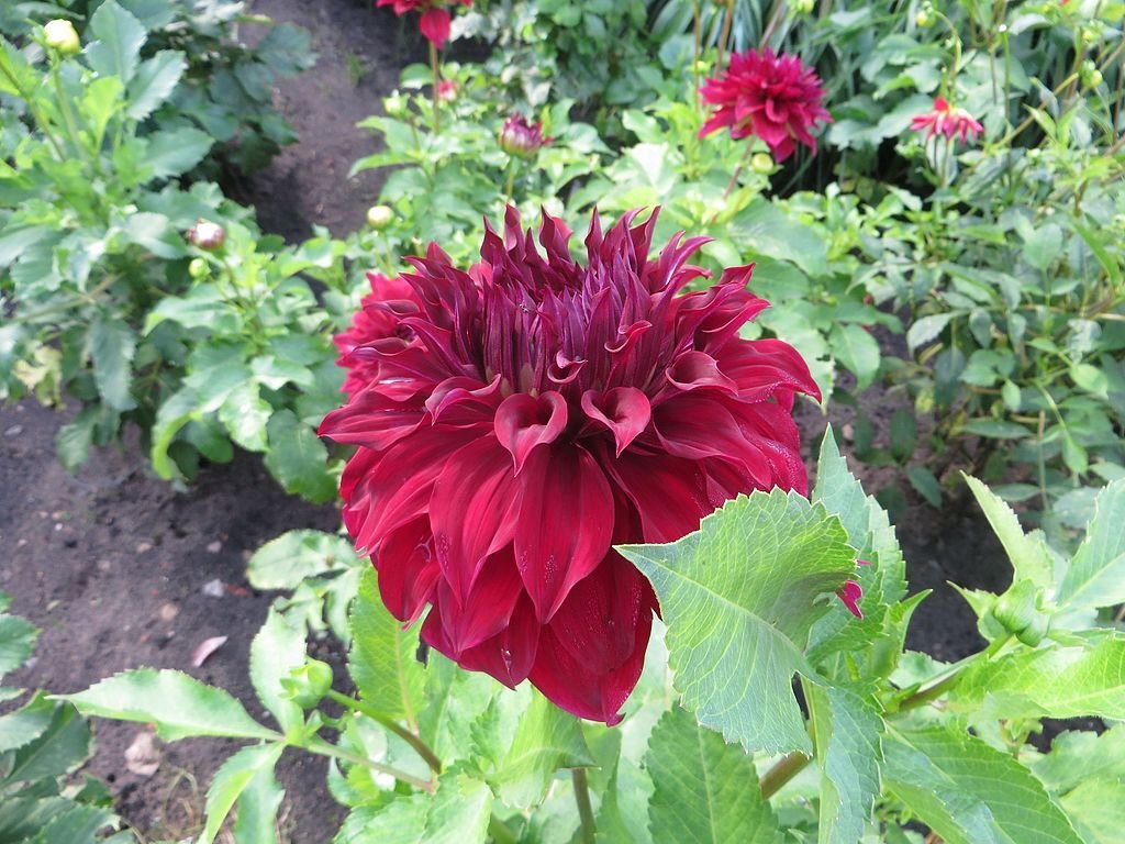 Dália 'Spartacus' (Dahlia 'Spartacus' Senior)