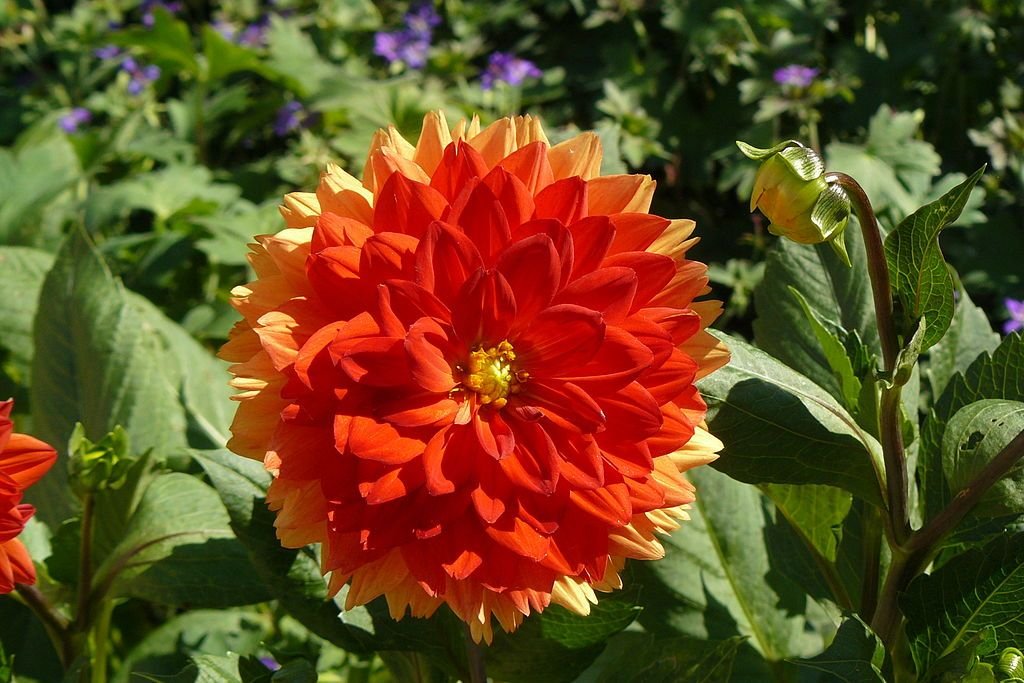 Dália 'Stadt Spremberg' (Dahlia 'Stadt Spremberg')
